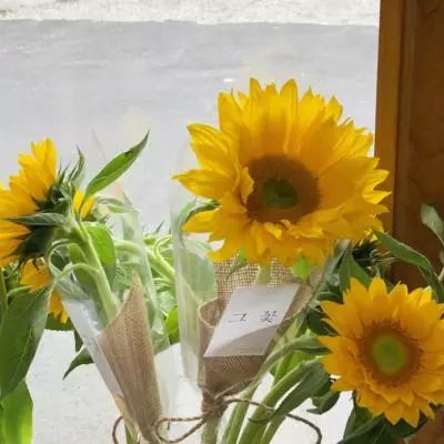 半岛官方网站入口下载截图